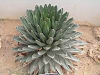 Agave victoriae-reginae (fam Agavacees) (Mexique) (2) (Photo F. Mrugala)